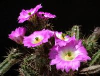 Thumbnail of 0028_Echinocereus pentalophus procumbens_20150603_03(1).JPG